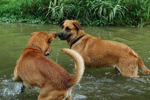 黄狗是骂哪个明星,揭秘网络恶语攻击背后的明星恩怨