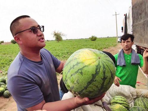 诡怪吃瓜,揭秘神秘生物的奇异食性