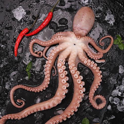 网红变脸大章鱼,海洋奇观背后的科技魅力