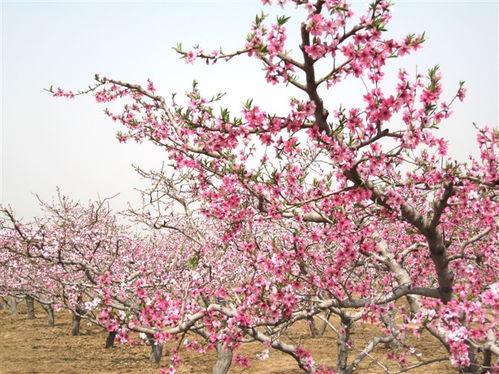 今日头条深州的桃花,春意盎然赏花指南”