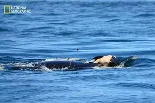 中间是鲸鱼的明星,探寻明星与海洋的神秘邂逅