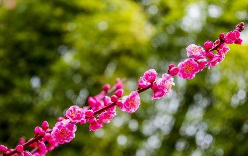 网红奇异梅,揭秘神秘果实的魅力与传奇