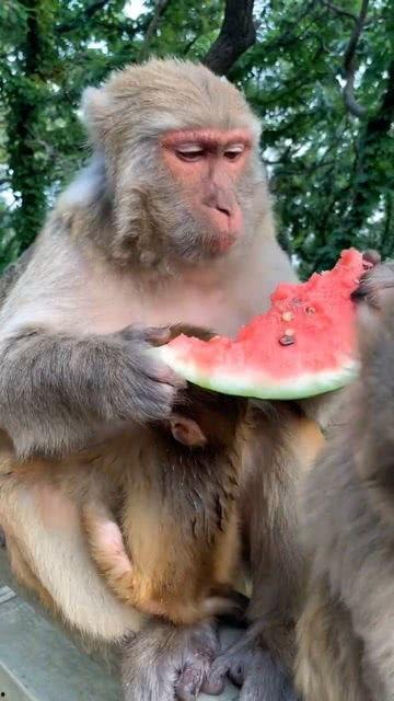 微笑袋鼠黑脸吃瓜群众,微笑袋鼠与黑脸吃瓜群众的欢乐日常