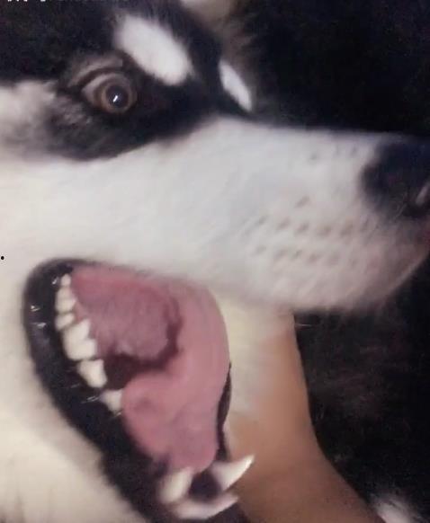 有个网红阿拉斯加,冰原上的明星犬传奇