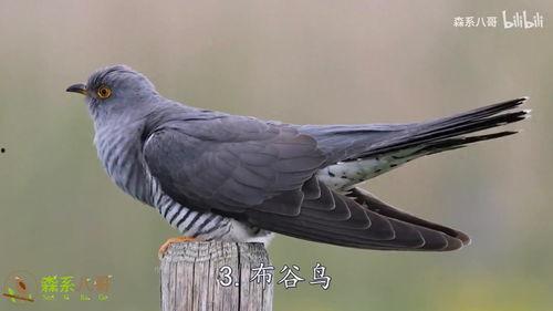 头条里的鸟叫声,探寻头条里的自然旋律