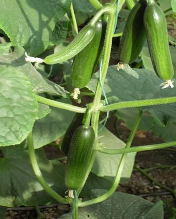 各种吃瓜图片及名称,揭秘各大吃瓜图片背后的故事与趣味