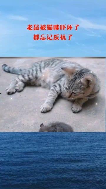 明星被老鼠吓坏了,老鼠突袭，惊吓瞬间曝光