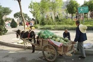 成都骑行圈吃瓜事件,揭秘背后真相与网络舆论风暴