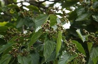 今日头条上的野果,揭秘今日头条上的野果传奇