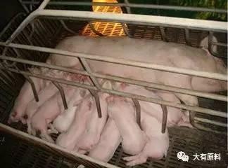 母猪料好坏怎么看,母猪料优劣鉴别概述